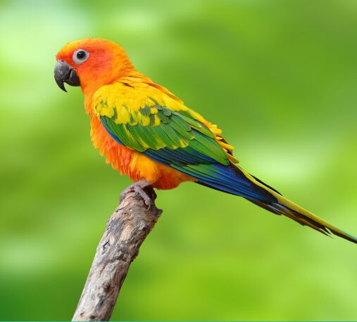 Promo grid image: Birds